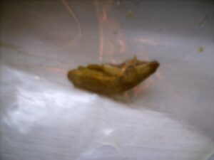 Liver Fluke Killed with Black Walnut Wormwood and Clove